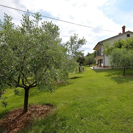 Oliva